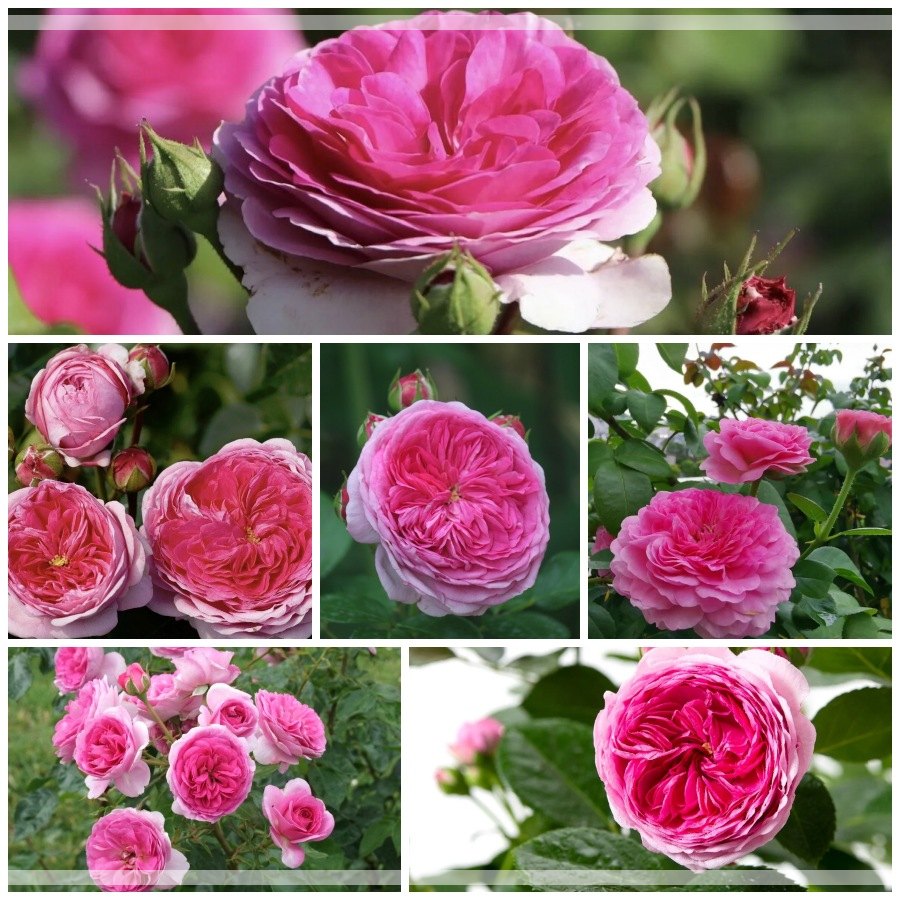 Modern Art róże wielkokwiatowe